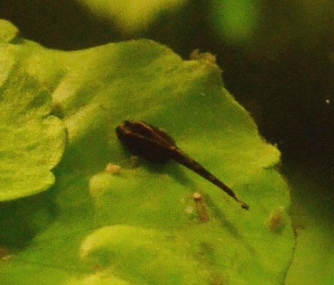 One-day-old Farlowella vittata (10 days after eggs laid)