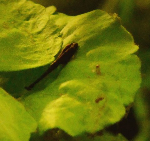One-day-old Farlowella vittata (10 days after eggs laid)