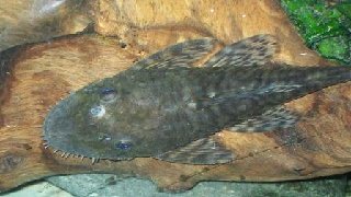 male or female