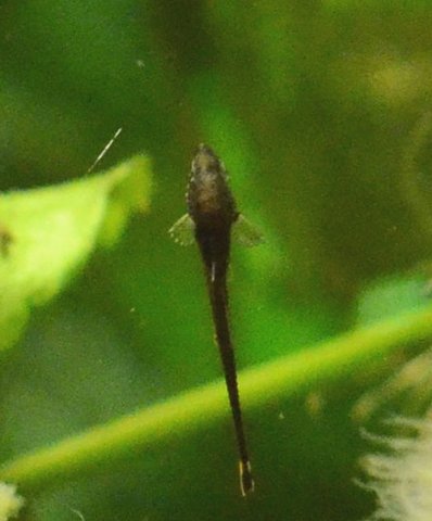 Last survivor of the first brood