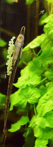 1-week-old Farlowella vittata fry with father and next brood