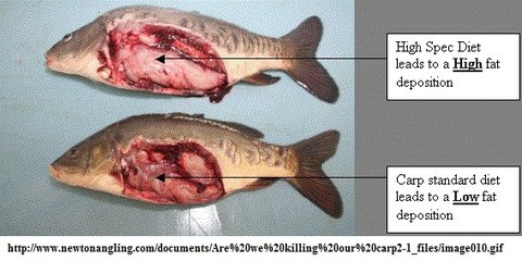 Source: http://www.newtonangling.com/documents/Are%20we%20killing%20our%20carp2-1_files/image010.gif