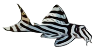 canadapleco-zebra.png