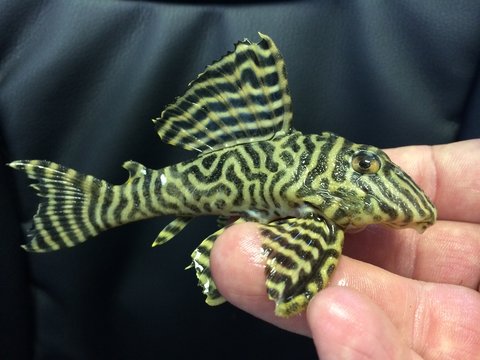 L333 Yellow morph