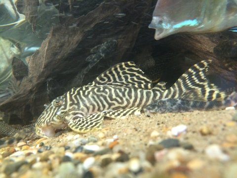 L333 Yellow morph