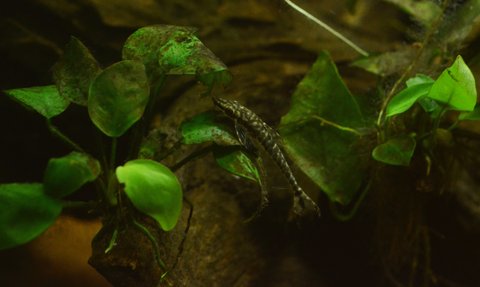 algae_eater_2.jpg