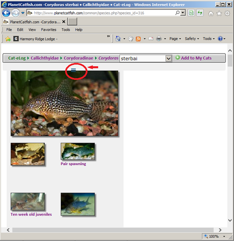 species page.png