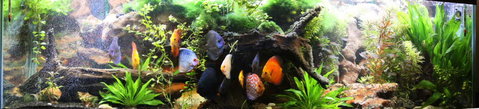 Aquarium3-full-June2014.(900x205).JPG