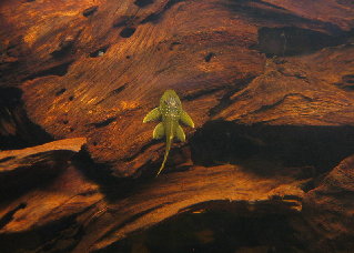 ...and my little prince/ss (L200, demantoides, 4-5 cm.)