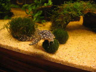 alien?! :-)