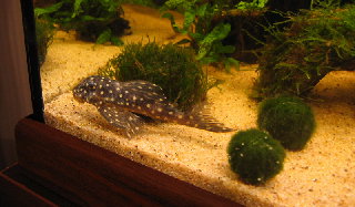 big boy..! (L201, big spot, 8-9 cm)