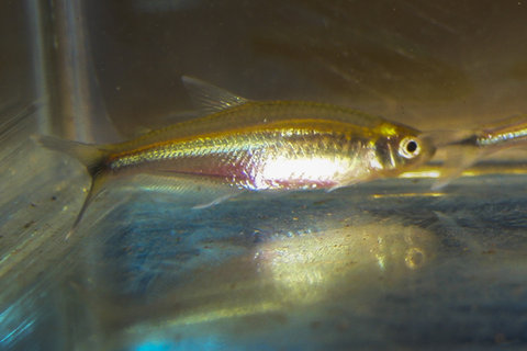 characin2.jpg