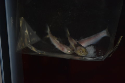DSC_0286.JPG