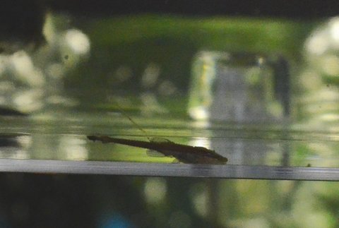 Farlowella vittata fry, approx 4 days old, feeding in breeding trap.