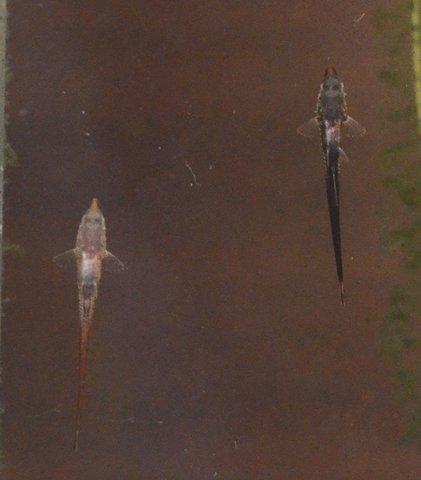 Farlowella vittata fry, 9 days old