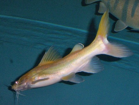 Nemurus 2.JPG