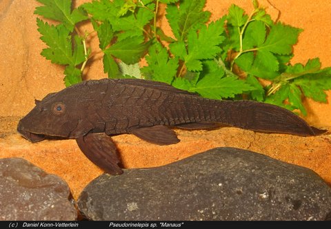 -P. sp. Manaus 3.jpg