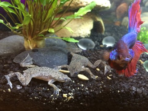Tater (betta) and Tcabod and Izzy (dwarf frogs)