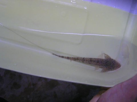 Pseudohemiodon sp. (local name: &quot;loricaria antenna&quot;)
