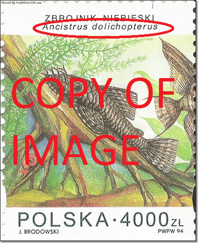 stamp.png