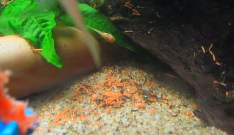 What my baby plecos actually pooped after eating wood and sweet potato