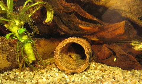 Clown pleco riverine tank_updated_new_1.jpg