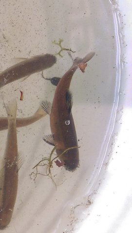 catfish.jpg