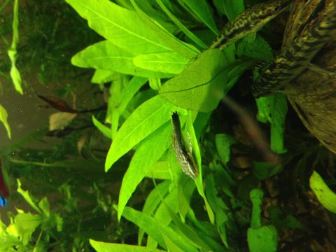 In the right there is an Otocinclus