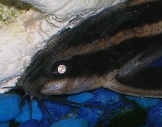 Cropped Raphael.jpg