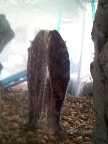 pleco1.jpg