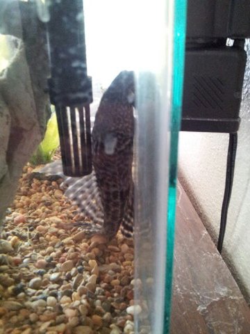 pleco2.jpg