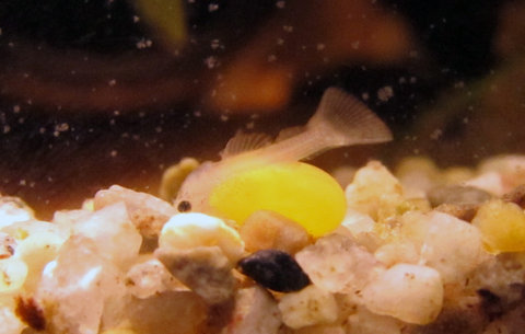 Clown pleco fry ~3 days old_2.jpg