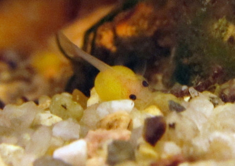 Clown pleco fry ~3 days old_3.jpg