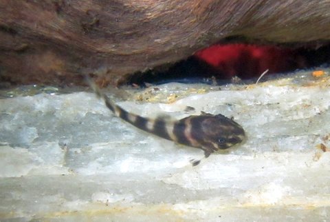 Clown pleco fry 17 days old_0.jpg