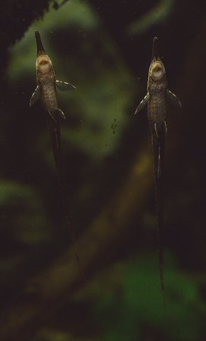 Juvenile Farlowella vittata, approx 100mm TL, now showing sexual dimorphism on the nose (female on left, male on right)