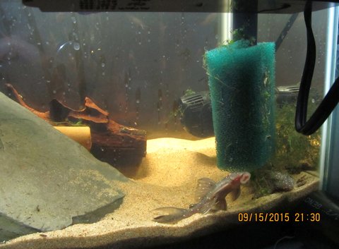 Mustard spot quarantine tank_2.jpg