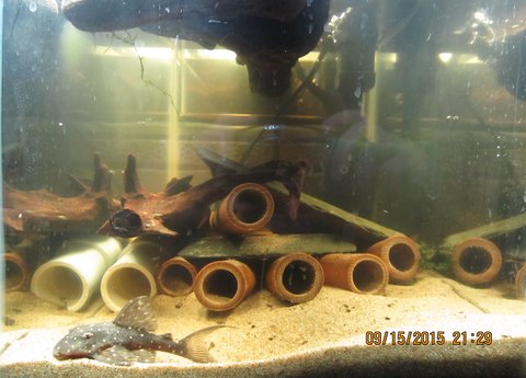 Mustard spot quarantine tank.jpg