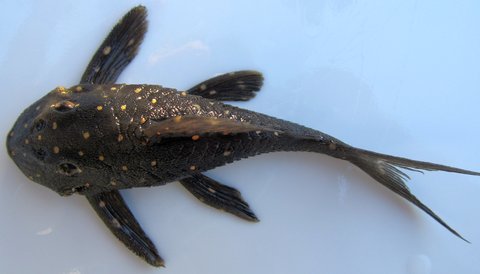 75mm fish