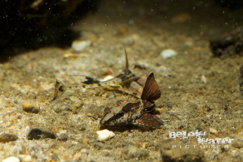 Rineloricaria spec. Orinoco.jpg