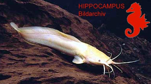 Clarias buettikoferi albino