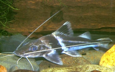 Pimelodus ornatus