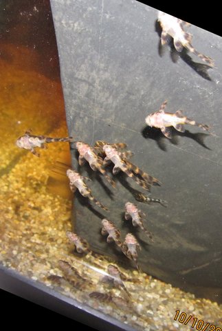 Clown pleco fry mix ~14-64 days old.jpg