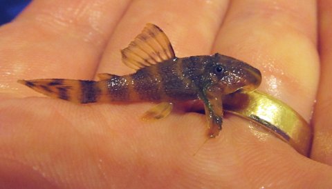 Clown pleco fry 3 months old_5.jpg