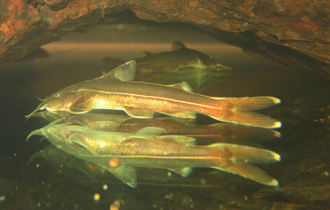 1) were sold as G. siamensis