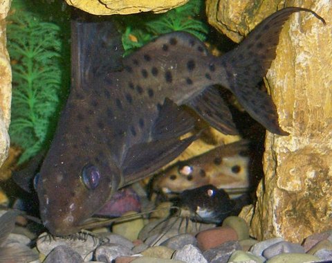Synodontis, Krol 6.jpg