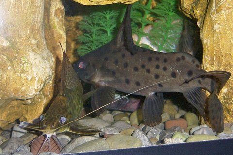 Synadontis Krol and Bert 4.JPG