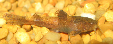 Akysidae 2: bought without name