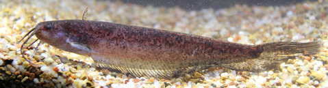 Silurichthys.jpg