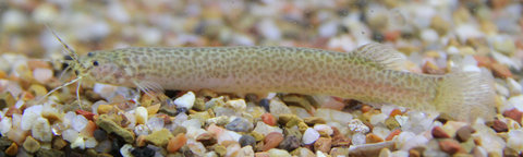 Trichomycterus 5.jpg