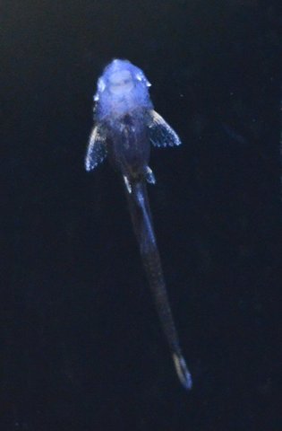 Newborn Farlowella vittata, second generation (parents 9 months old)